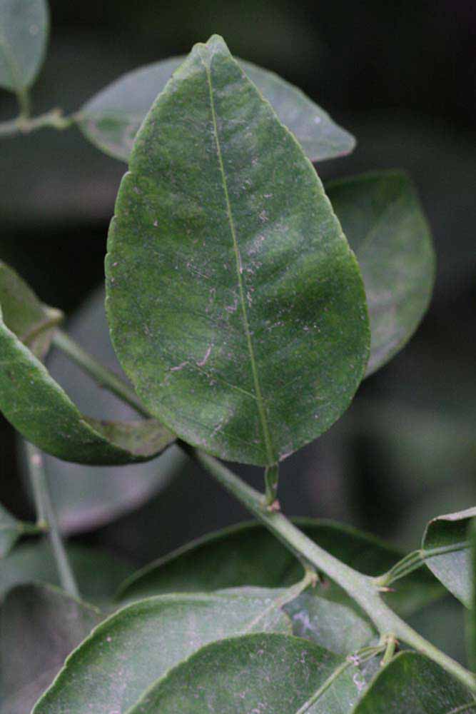              Unifoliolate leaf (Riverside, CA)       